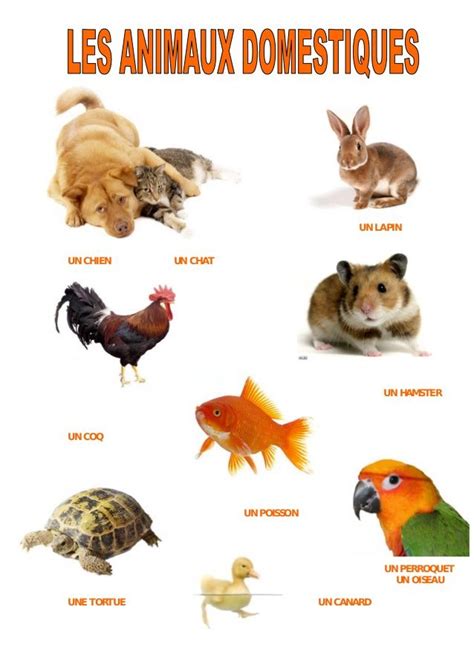 Les Animaux Domestiques Animaux Domestiques Animaux Imagier Animaux