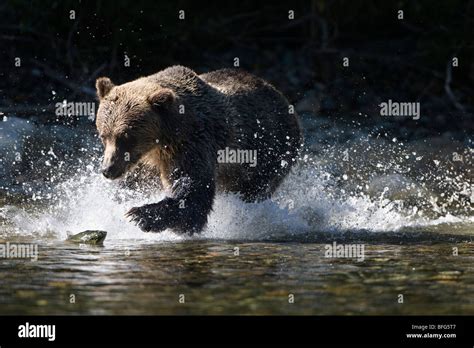 Grizzly Bear Ursus Arctos Horribilis Fishing For Salmon