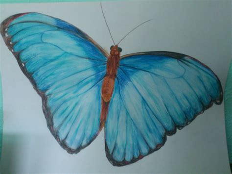 Blue Morpho Butterfly Drawing at PaintingValley.com | Explore ...