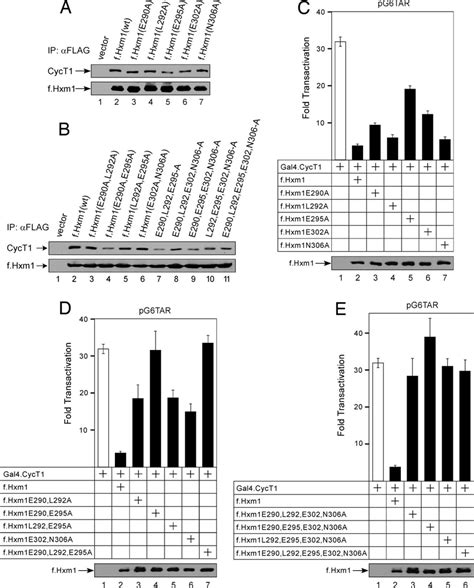 Functional Analysis Of Mutant Hexim1 Proteins In Cells A And B