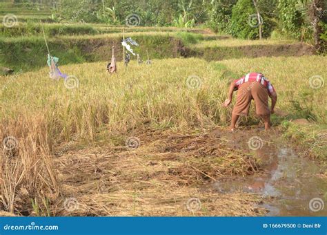 The Farmer Cutting Grass Indonesia Editorial Image Image Of Working