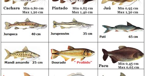 Turma do Betione Tamanhos Mínimos Permitidos para Captura de Peixes