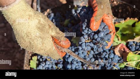 Grape Picker Working With Curved Knife And Gloves Grape Harvest Season