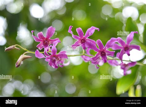 Dendrobium Phalaenopsis Orchid Hi Res Stock Photography And Images Alamy