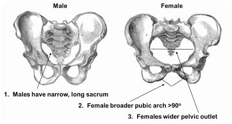 Pelvic Outlet Male Vs Female