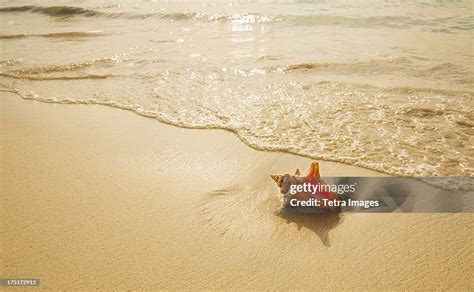 Jamaica Conch Shell On Beach High Res Stock Photo Getty Images