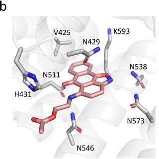 Putative Binding Modes Docking Poses Of Compounds 2 And 6 At The PTS1