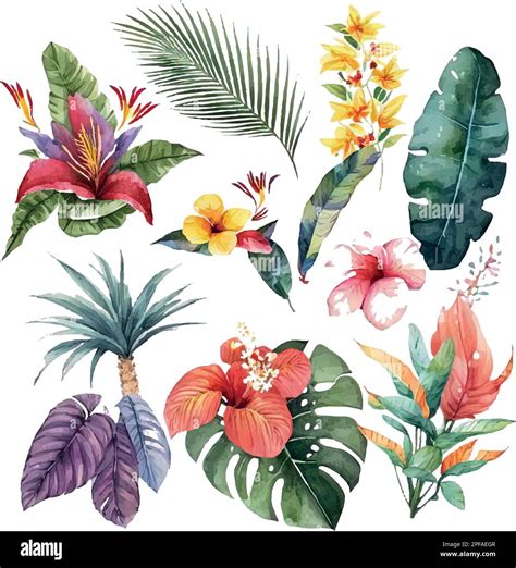 Vector Set Of Watercolor Tropical Floral Illustration Green Leaves And