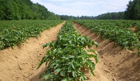 Ubrenje I Prihrana Krompira Sve To Treba Da Znate Agro Saveti