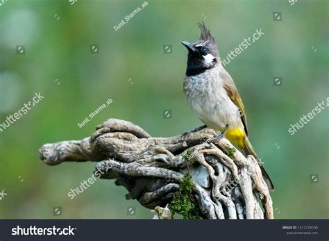 Himalayan Bulbul Pycnonotus Leucogenys Whitecheeked Bulbul Stock Photo