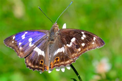 Heimische Schmetterlinge 25 häufige Schmetterlingsarten in Deutschland