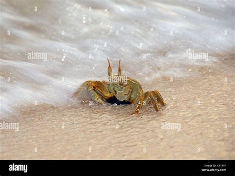 Ghost crab, horned ghost crab or horn-eyed ghost crab (Ocypode ...