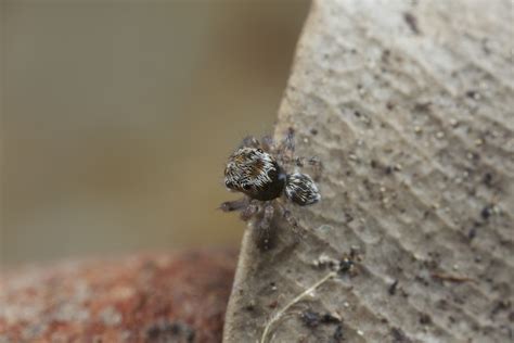 X A Baby Peacock Spider Maratus Volans Jurgen Otto Flickr