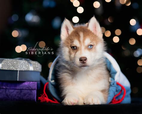 11 Professional Photos of Lauradale's Siberians ideas | puppy adoption