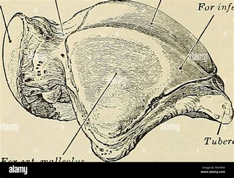 Anatomie descriptif et appliquée L anatomie Spécial 244 ANA TOMY