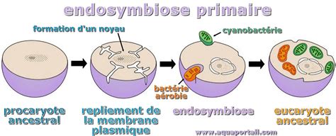 Symbiose Définition Et Explications