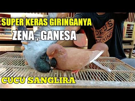 MERPATI BARU GIRING PERDANA LANGSUNG TES TERBANG YouTube