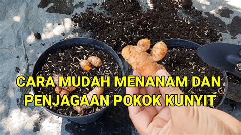 CARA MENANAM PENJAGAAN POKOK KUNYIT How To Plant And Care For