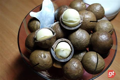 Макадамия – самый-самый орех: полезные свойства