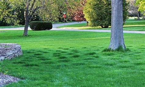 How To Level A Lawn Cheap Way To Level Your Garden In 4 Simple Steps Uk