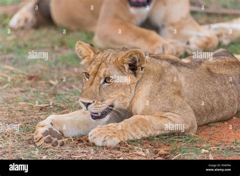 Lion Pantera Leo Tanzania East Africa Stock Photo Alamy