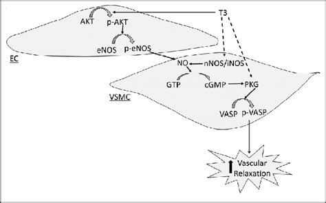 Cgmp Pkg Signaling Pathway