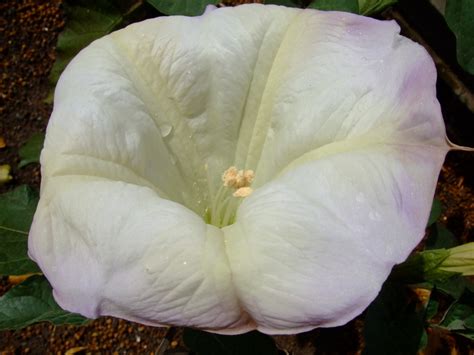 Datura | www.youtube.com/user/yewmchan/videos | yewchan | Flickr