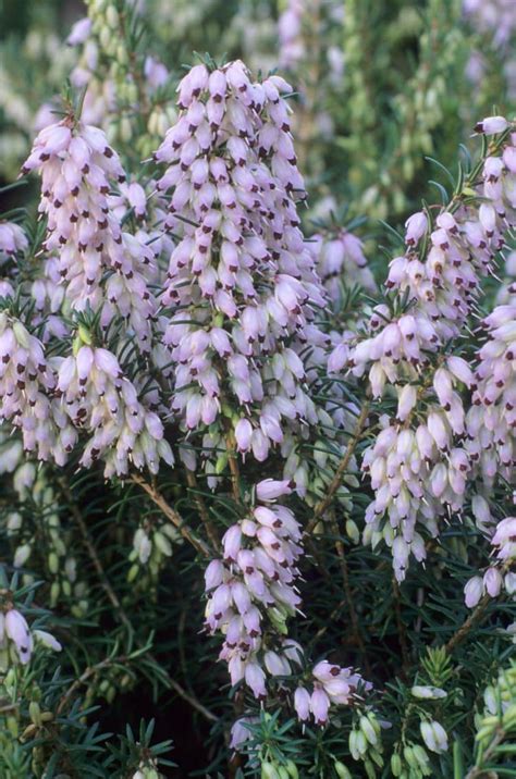 Winter Flowering Heathers Erica X Darleyensis Plants Hopes Grove