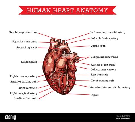 Anatomia Cardiaca Umana Schema Di Medicina Vettoriale Di Aiuto Schema