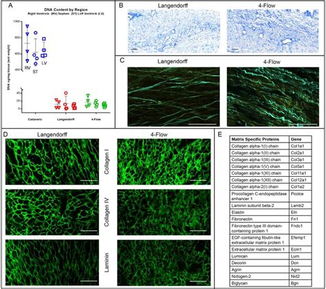 Characterization Of Decellularized Heart Matrix For DNA And