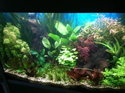 Live Aquarium Aquatic Tropical Fish Tank Plants - FULL COLLECTION FOR ...