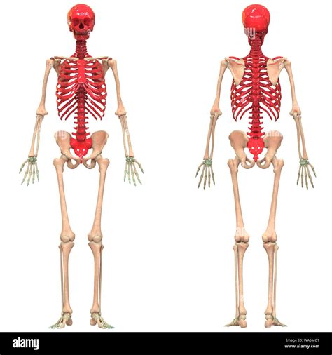 Human Skeleton System Axial Skeleton Anatomy Stock Photo - Alamy