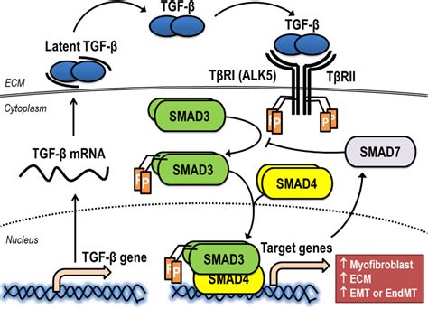 Synthesis Release And Activation Of Tgf β Signaling Via The