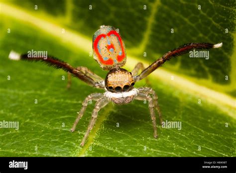 Male Peacock Jumping Spider mating display - Australia Stock Photo - Alamy