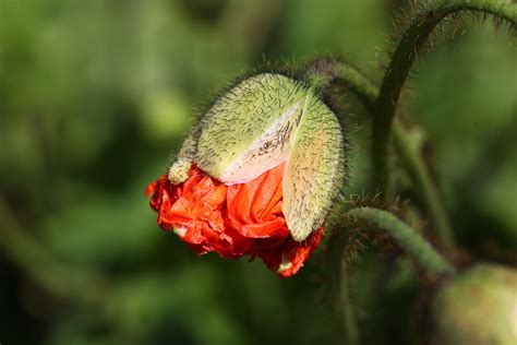 Free Images Nature Blossom Leaf Flower Petal Bloom Orange