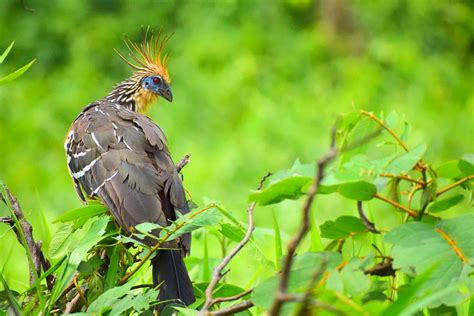 Wildlife of the Amazon Rainforest: A Marvel of Biodiversity