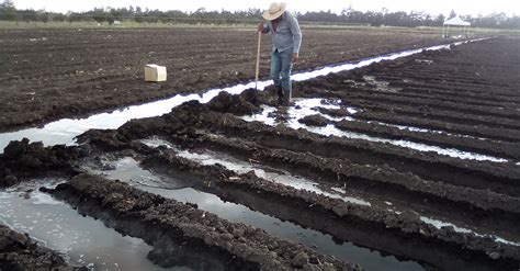 Por Un Uso M S Eficiente Del Agua En La Agricultura Unam Global