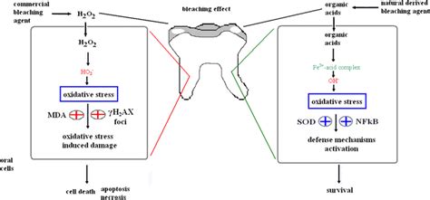 Schematic Representation Of The Possible Action Mechanisms Of The