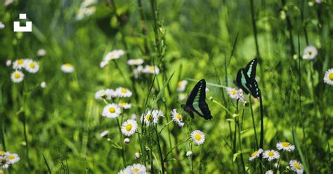 白と白の蝶が白いデイジーの花にとまるの写真 Unsplashの無料蝶写真