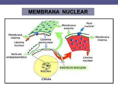 Nucleo Celular Ppt