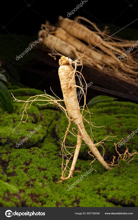 Fresh Ginseng Root Amazing Health Benefits Ginseng You Need Know Stock