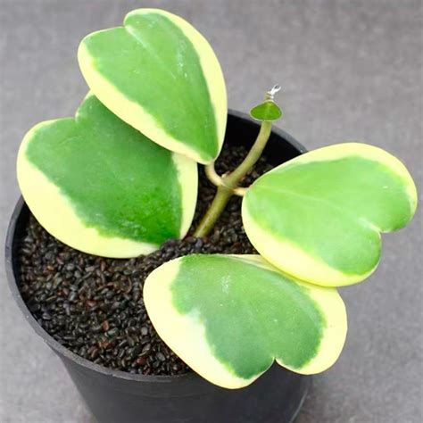 Hoya Kerrii Th Suculentas