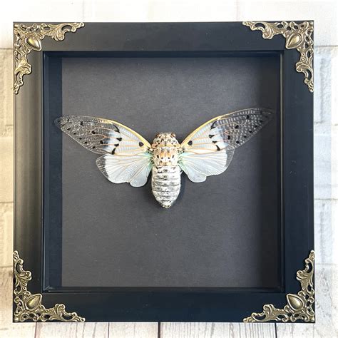 White Ghost Cicada ayuthia Spectabilis in Baroque Style Deep - Etsy