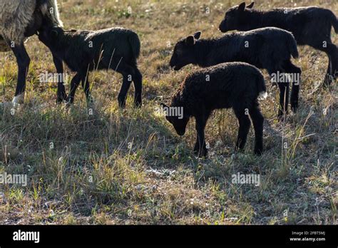 Curly Haired Sheep Hi Res Stock Photography And Images Alamy