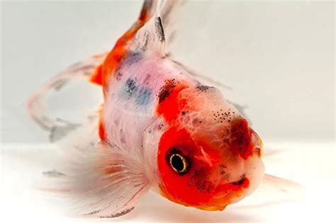 Calico Oranda Goldfish Large