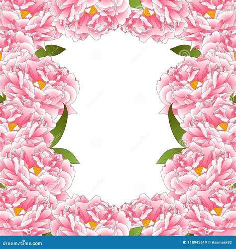 Pink Peony Flower Border Isolated On White Background Vector