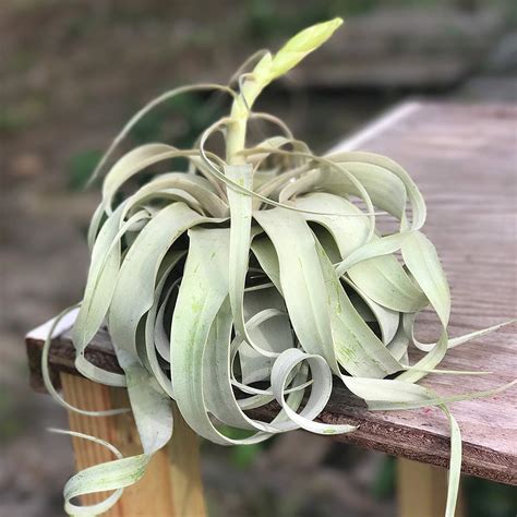 The Air Plant Shop Large Xerographica Air Plants