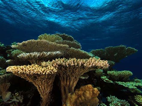 coral sushitaicommx