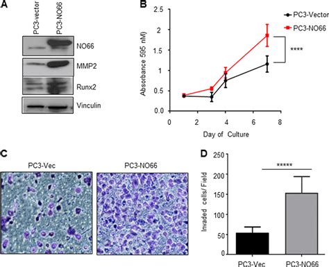 Stably Expressed No66 In Pc3 Cells Increases Their Cell Proliferation