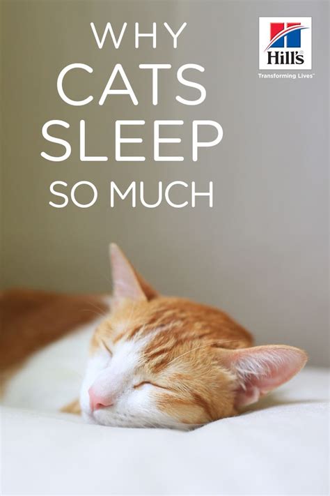 Why Do Cats Sleep So Much Hill S Pet Cat Care Cat Sleeping Cats